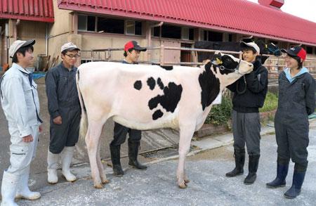 京都农艺高等学校养殖的奶牛(资料图)