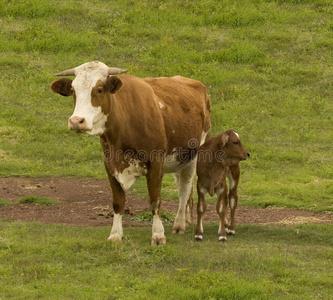 养殖农民养殖动物奶牛农田背景现代牛栏奶牛,小便和鸣牛的奶牛养殖牛