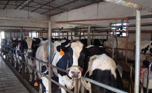 牛屁让全球变暖,少放屁的奶牛能阻止全球变暖吗