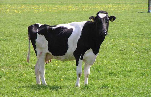 奶牛养殖技术 奶牛怎么养 奶牛那个品种好 奶牛养殖的利润多少