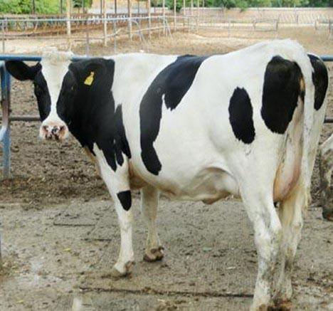 奶牛 ,畜牧局国营奶牛养殖场