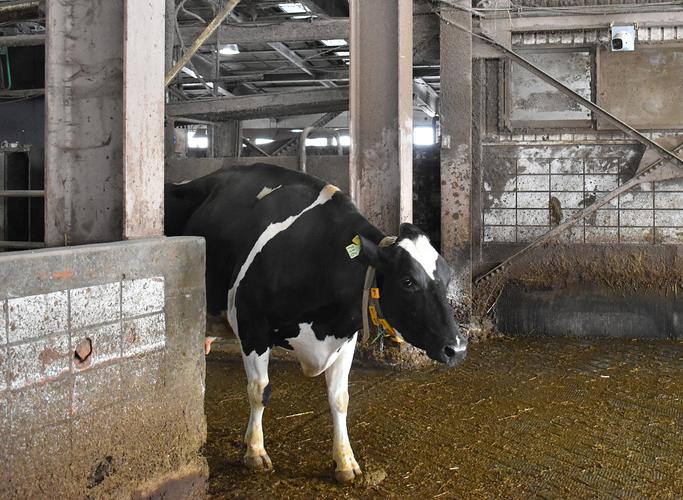 日本北海道5g技术被应用于奶牛养殖业