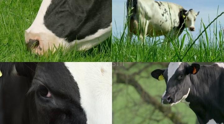 奶牛吃草吃草奶牛奶牛牧场牧场奶牛视频奶牛素材奶牛养殖奶牛农场奶牛