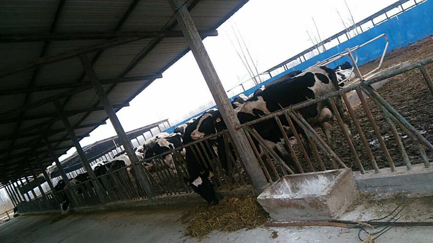 平阴县奶牛养殖基地