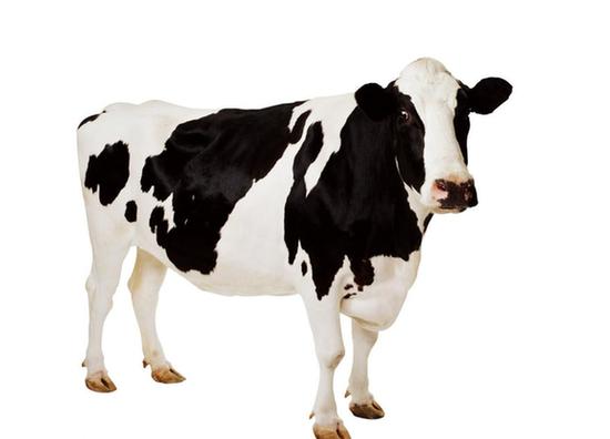 《奶牛标准化规模养殖生产技术规范(试行)》的通知(图8)