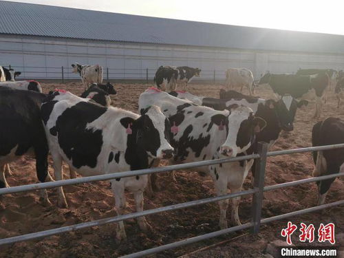 牛专家 带活牛产业 内蒙古养牛人过上 牛 日子