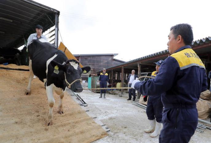 核电站事故8年后,日本福岛重启奶牛养殖业