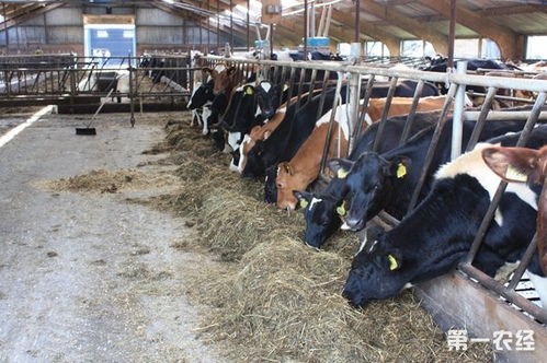 奶牛养殖场月工作重点是什么