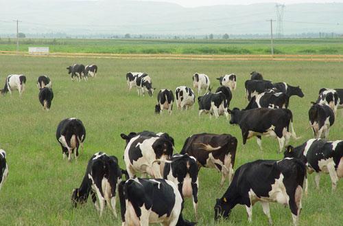荷斯坦奶牛报价,山西奶牛批发价格,忻州奶牛养殖基地